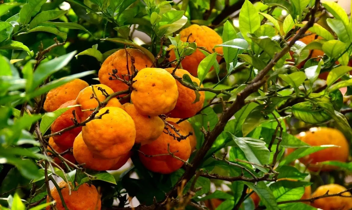 Valencia oranges full of valencene