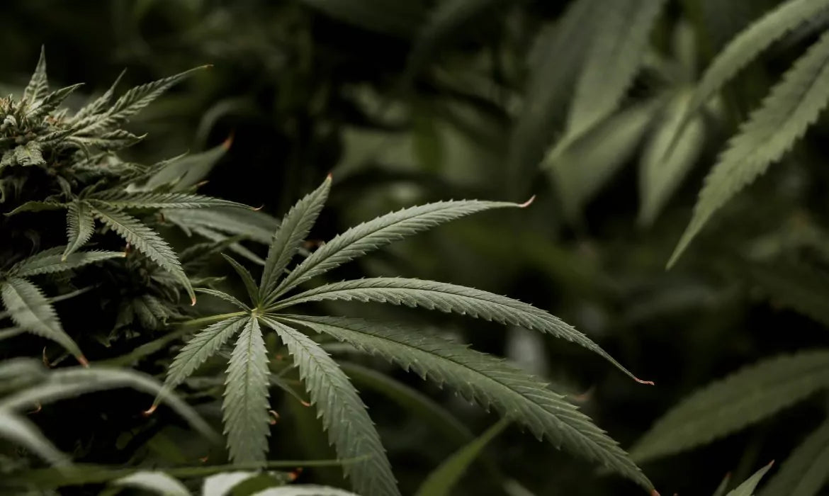 Cannabis plant