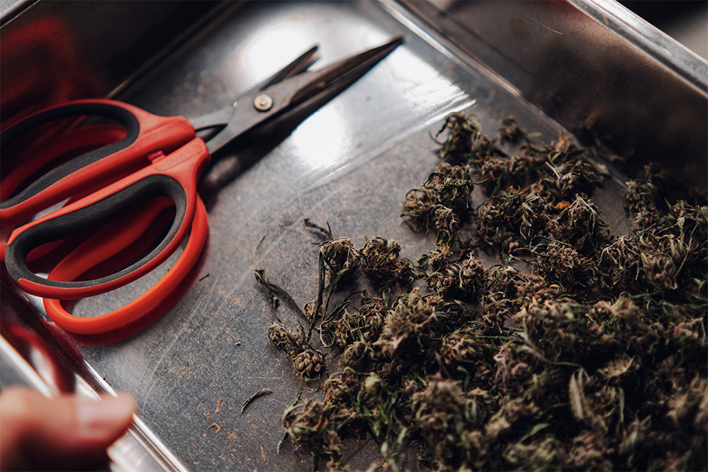 A close up shot of a metal tray with a red pair of scissors on the left and clipped cannabis buds on the right.