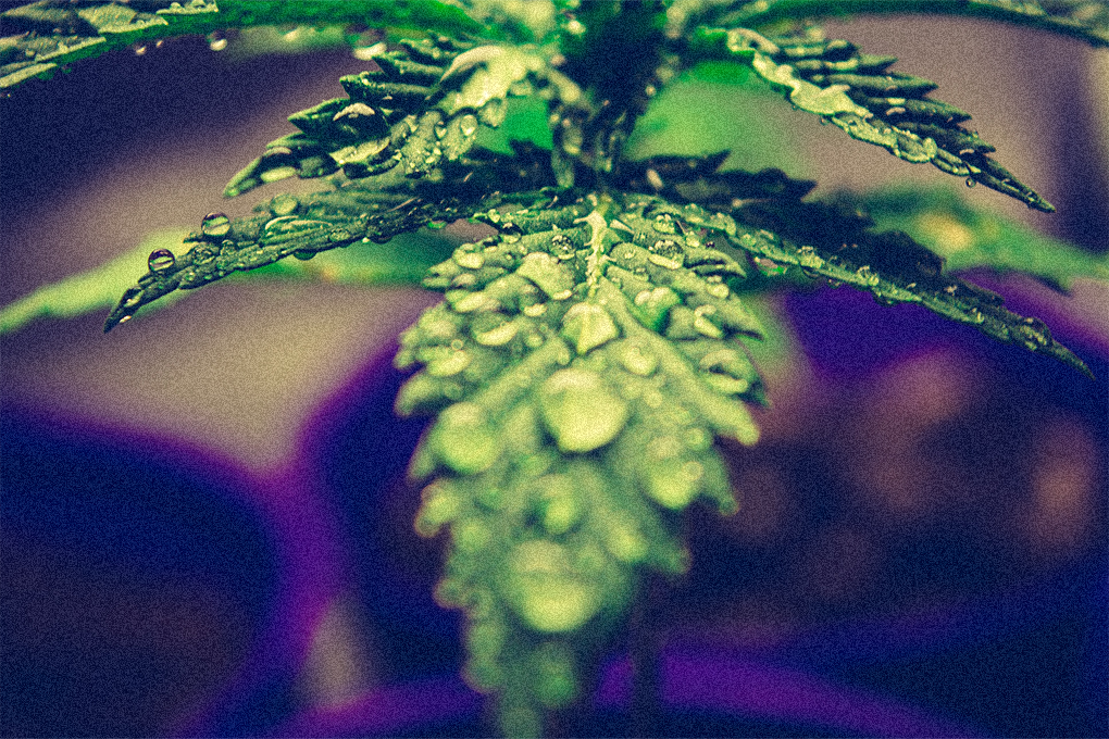 A CBD plant with water droplets on it