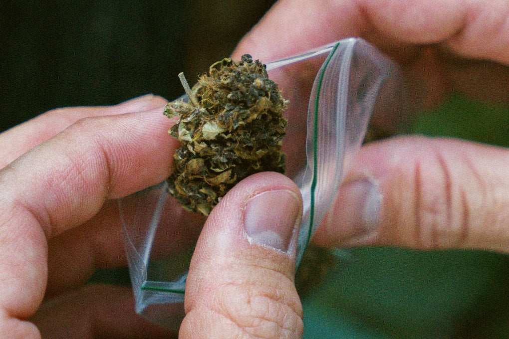 Someone holds a cannabis weed in their hand, intending to place it in a packet