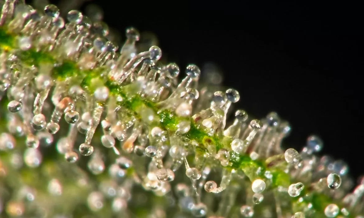 Close-up to a cannabis plant that contains HHC