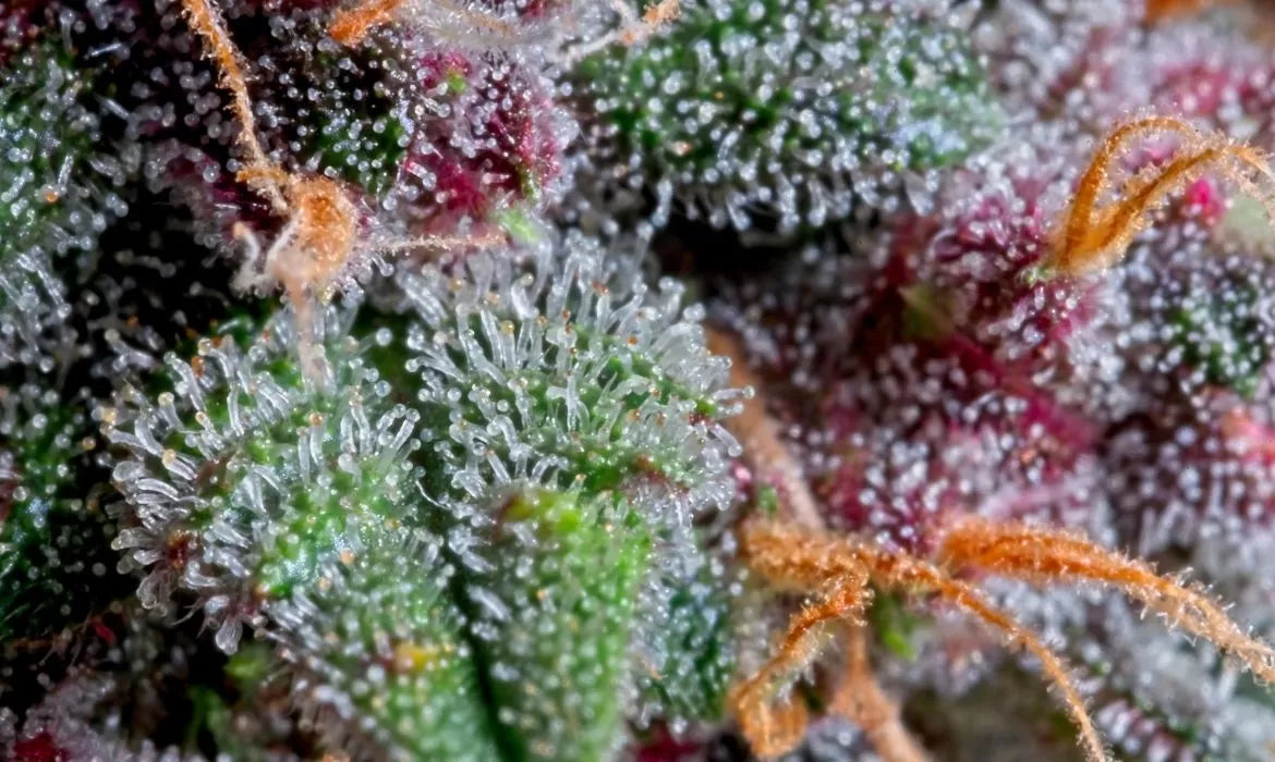 Wu 5 hemp strain