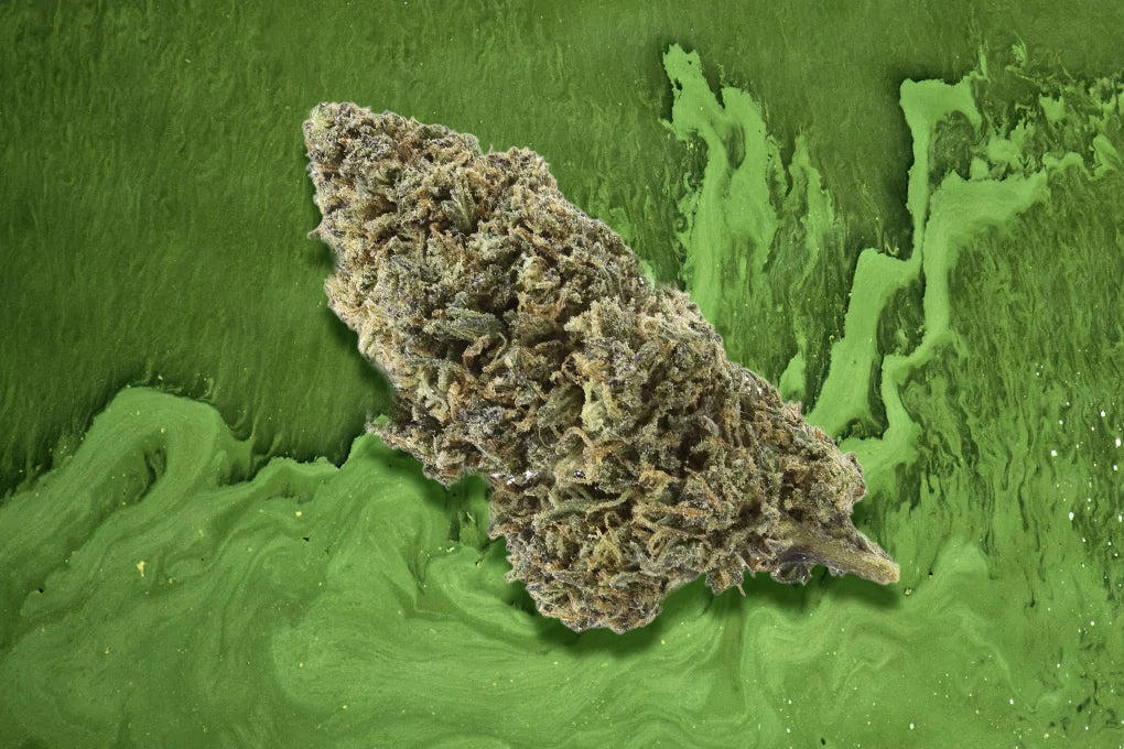 A bud of zombie weed strain floats in front of a green marble backdrop.