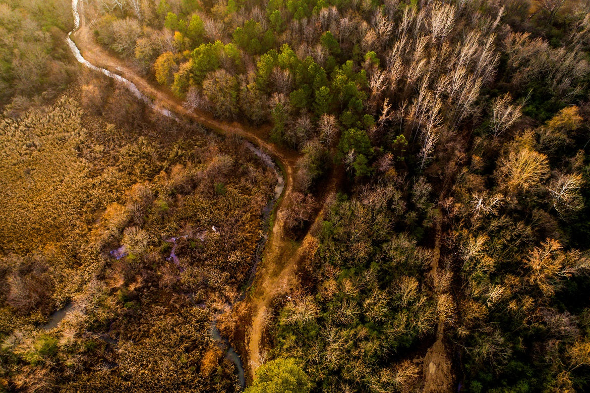 A bird's eye view of a forest in Alabama