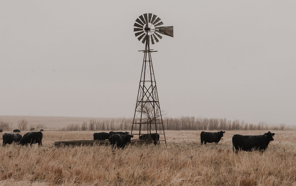 Cows and a windmill on a hemp farm in Kansas