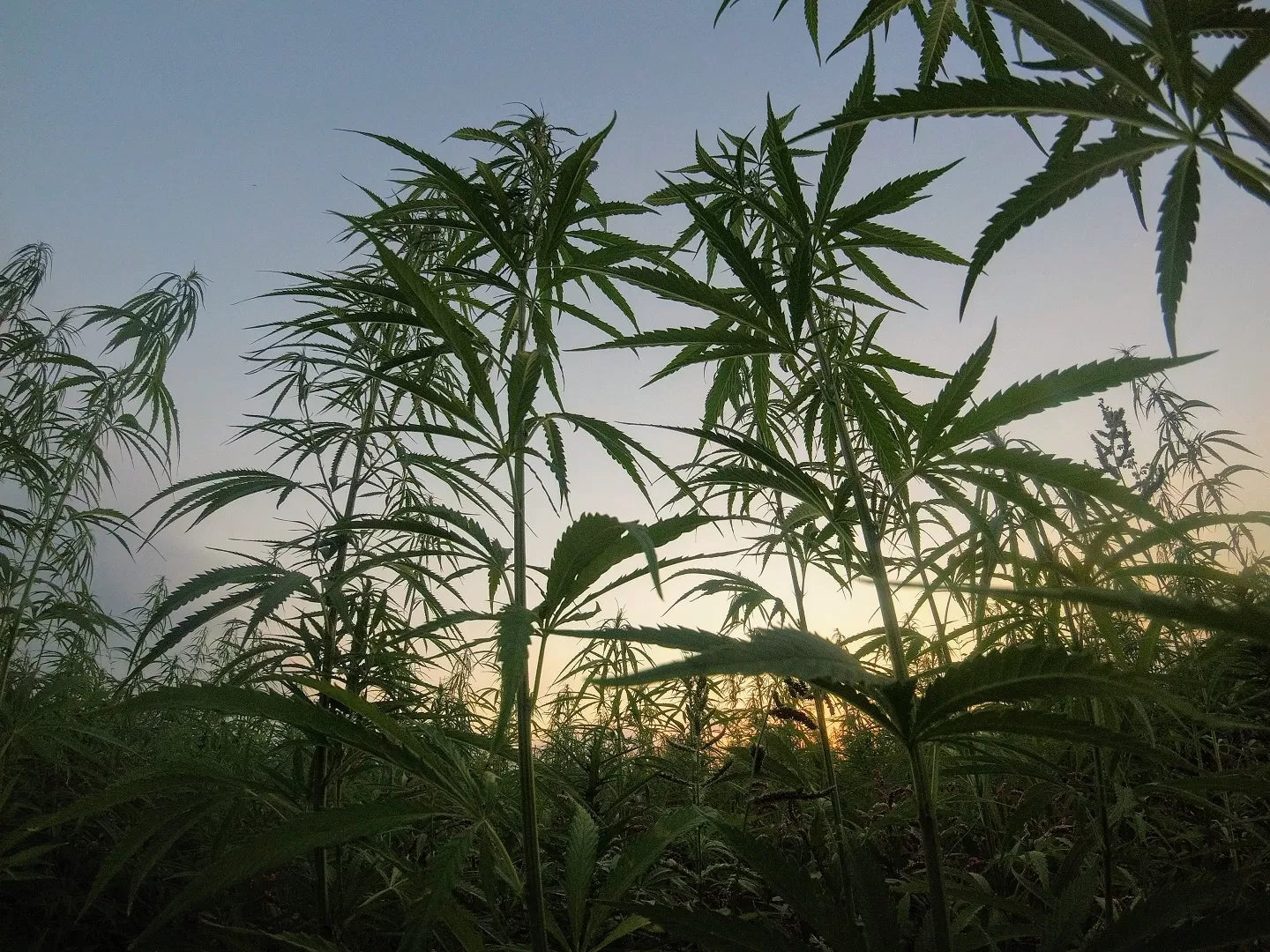 Hemp plants growing outdoors