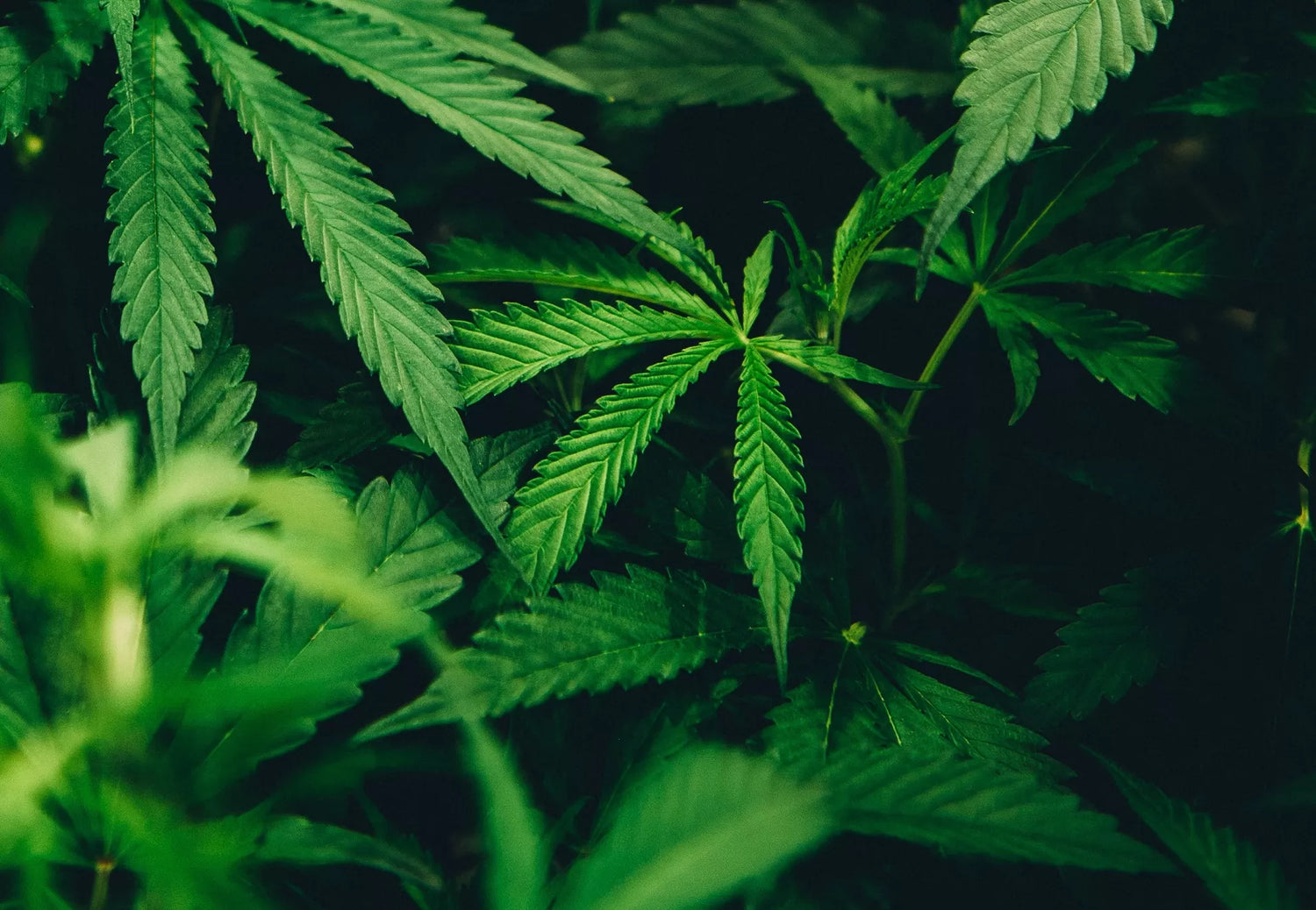 Close up of a hemp plant growing indoors