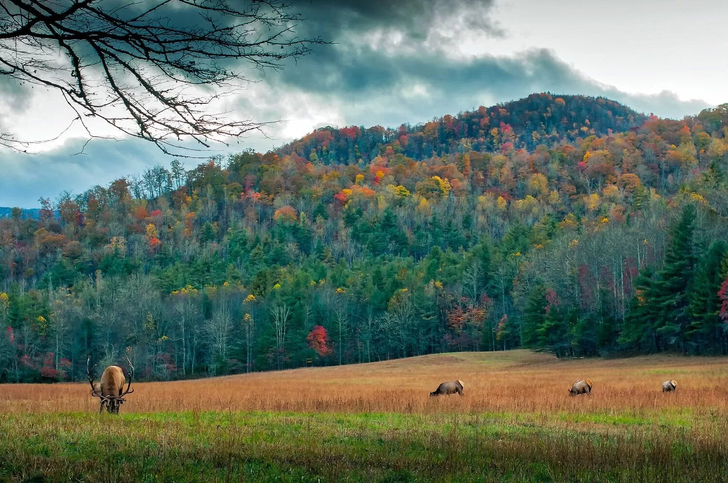 A forest in North Carolina with deer in the foreground