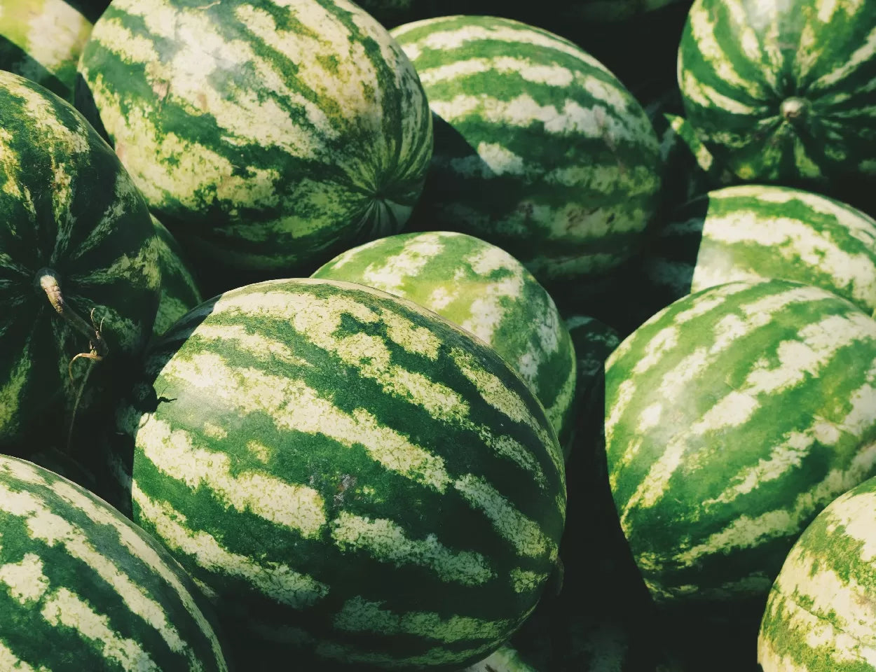 A pile of Oregon watermelons