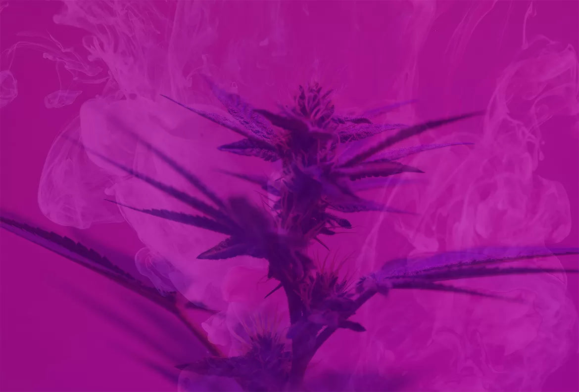 A violet flame strain of cannabis plant