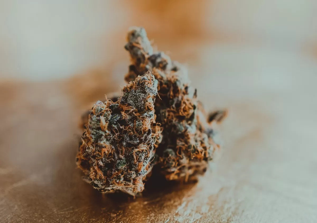 A bud of CBC rich flower