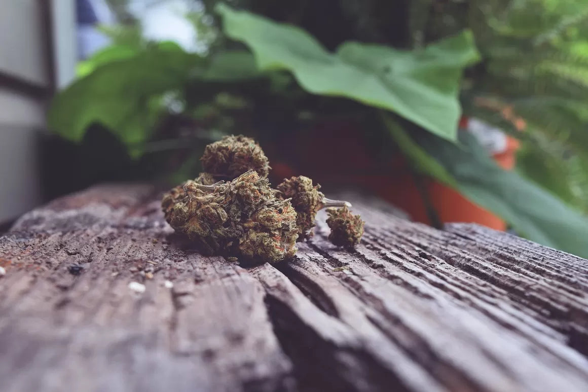 CBGV hemp flower laying on wood outdoors