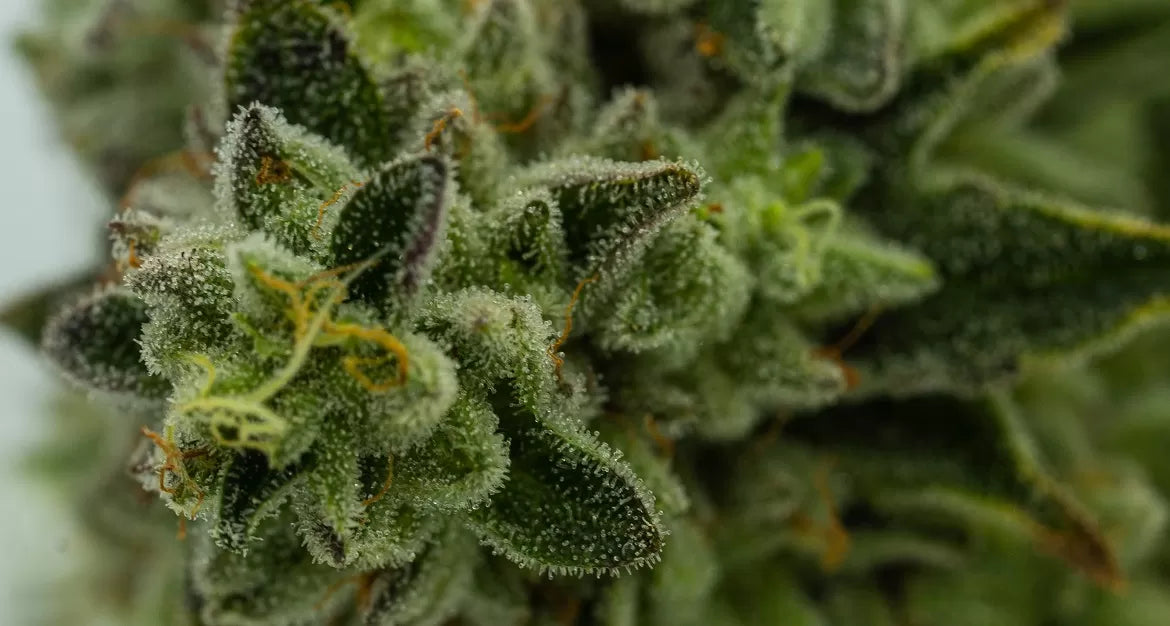A close up of a high CBN cannabis plant