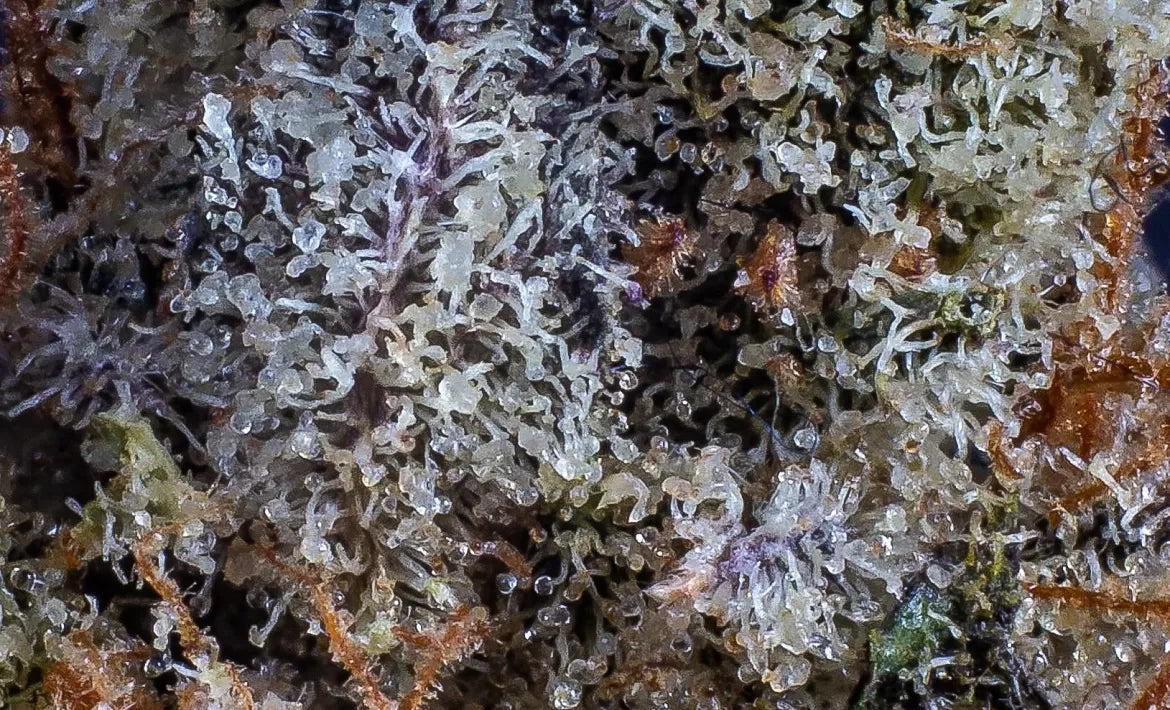 A close up of delta-10 THC molecules on cannabis