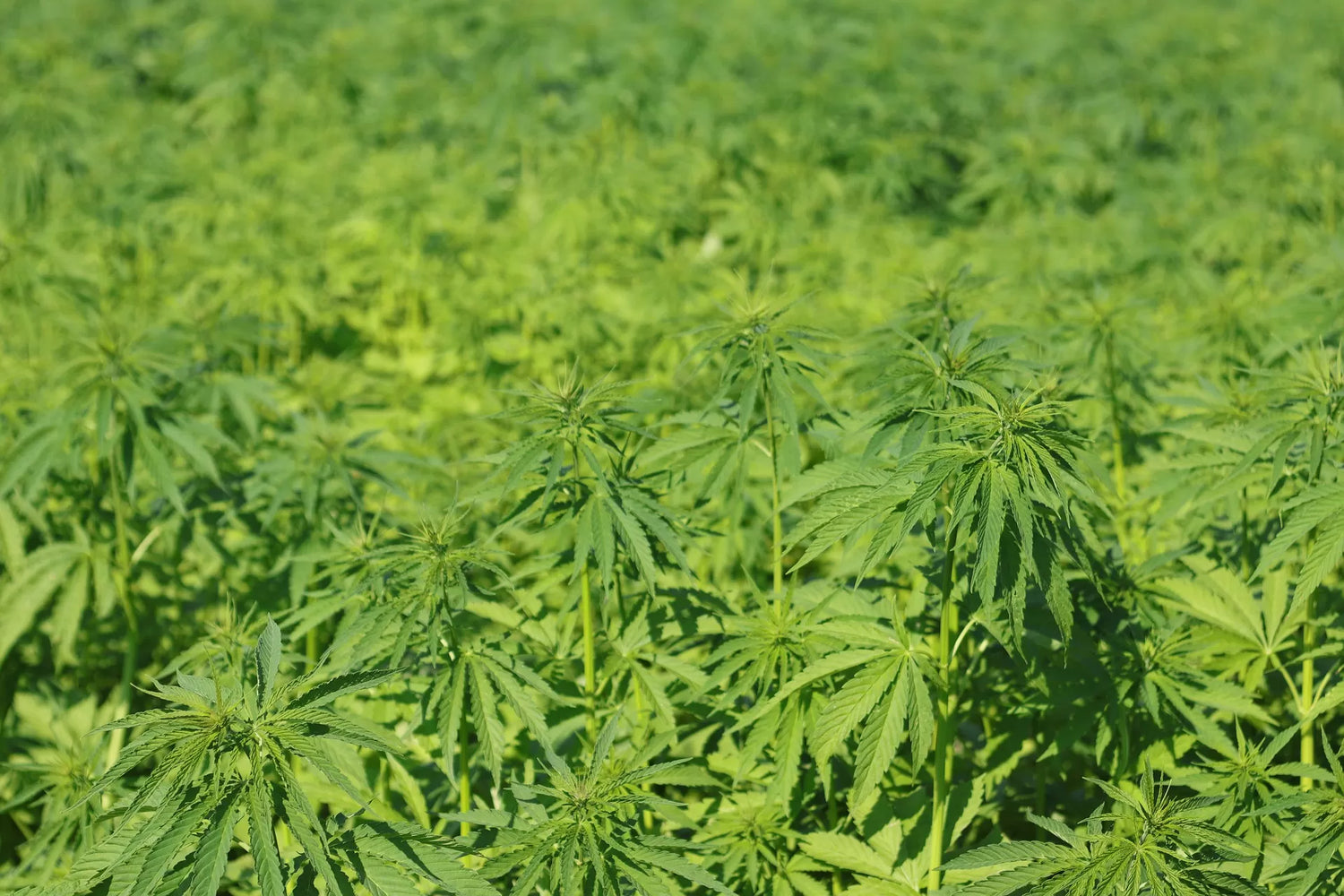 Hemp biomass ready for harvest