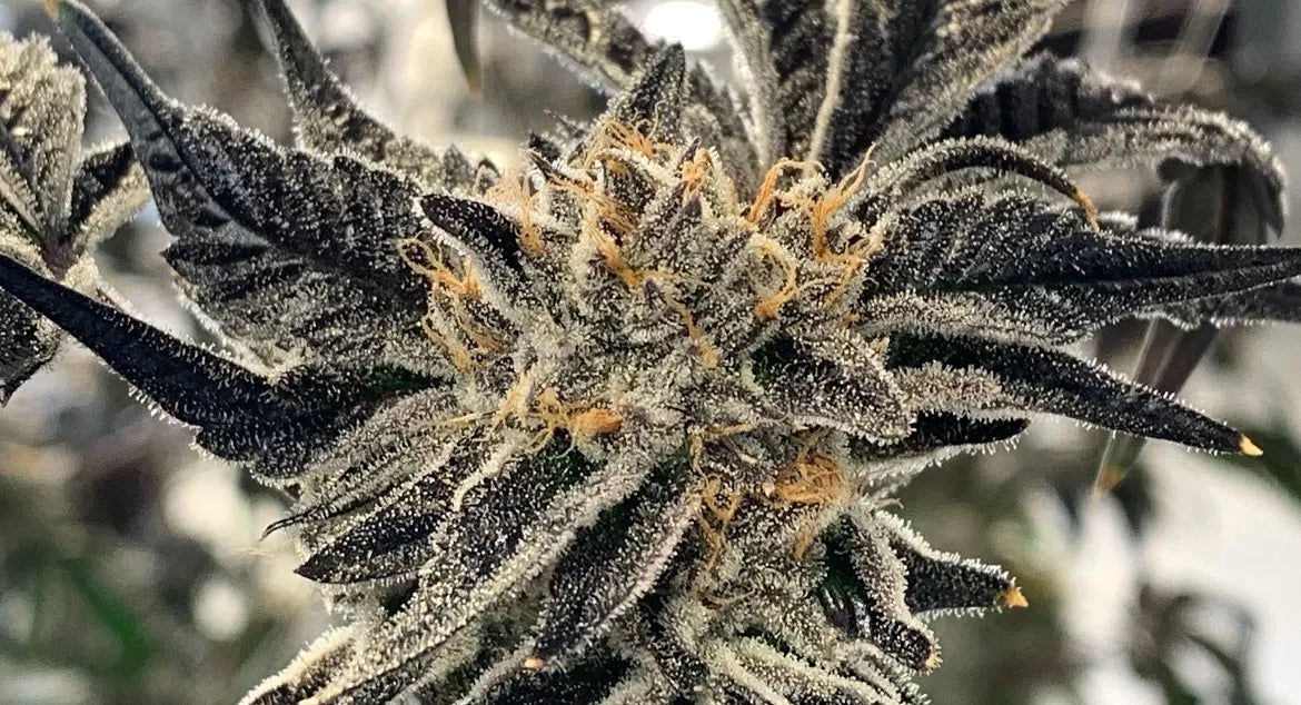THCV crystals on a live cannabis plant
