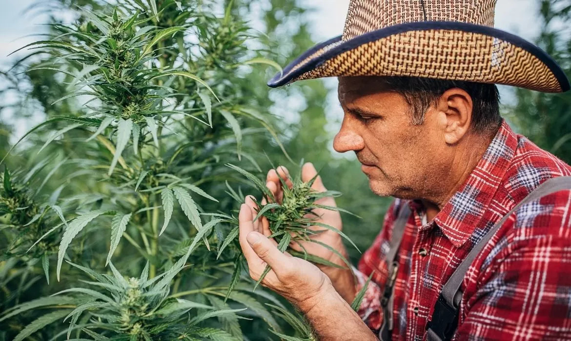 Man smelling cannabis buds on a plant.