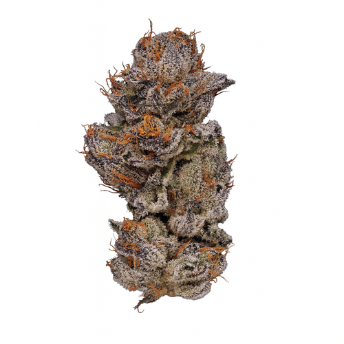 Pablo's Revenge THCA