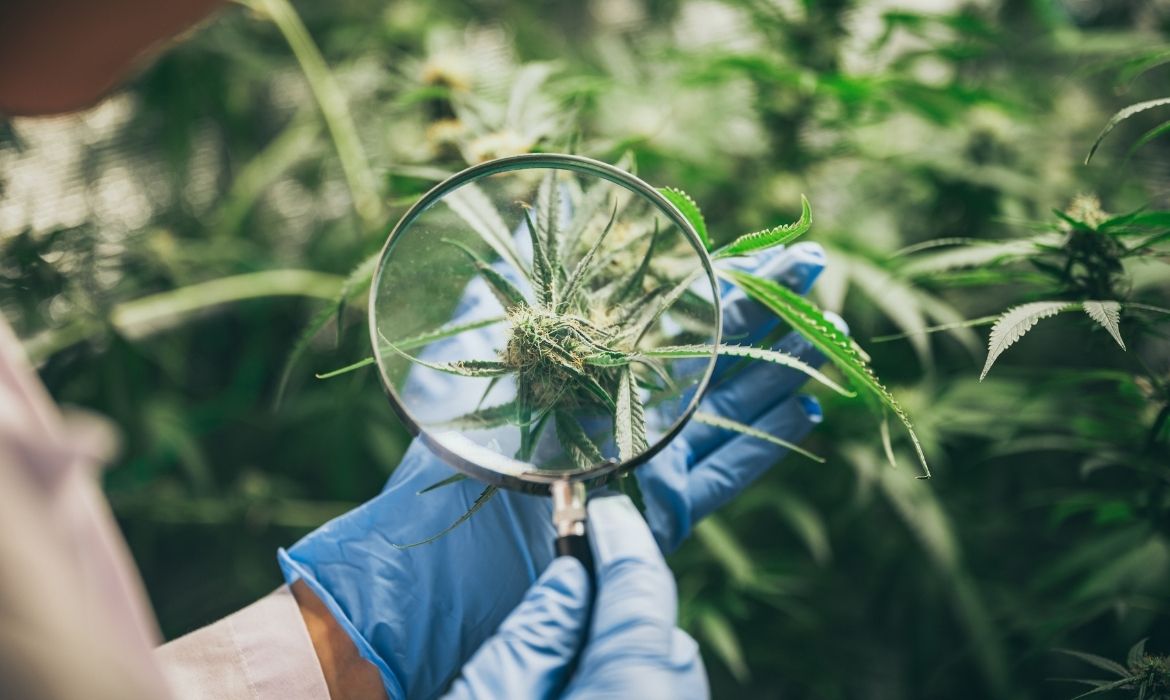 Person looking at a cannabis plant with a magnifying glass for 11-Hydroxy THC
