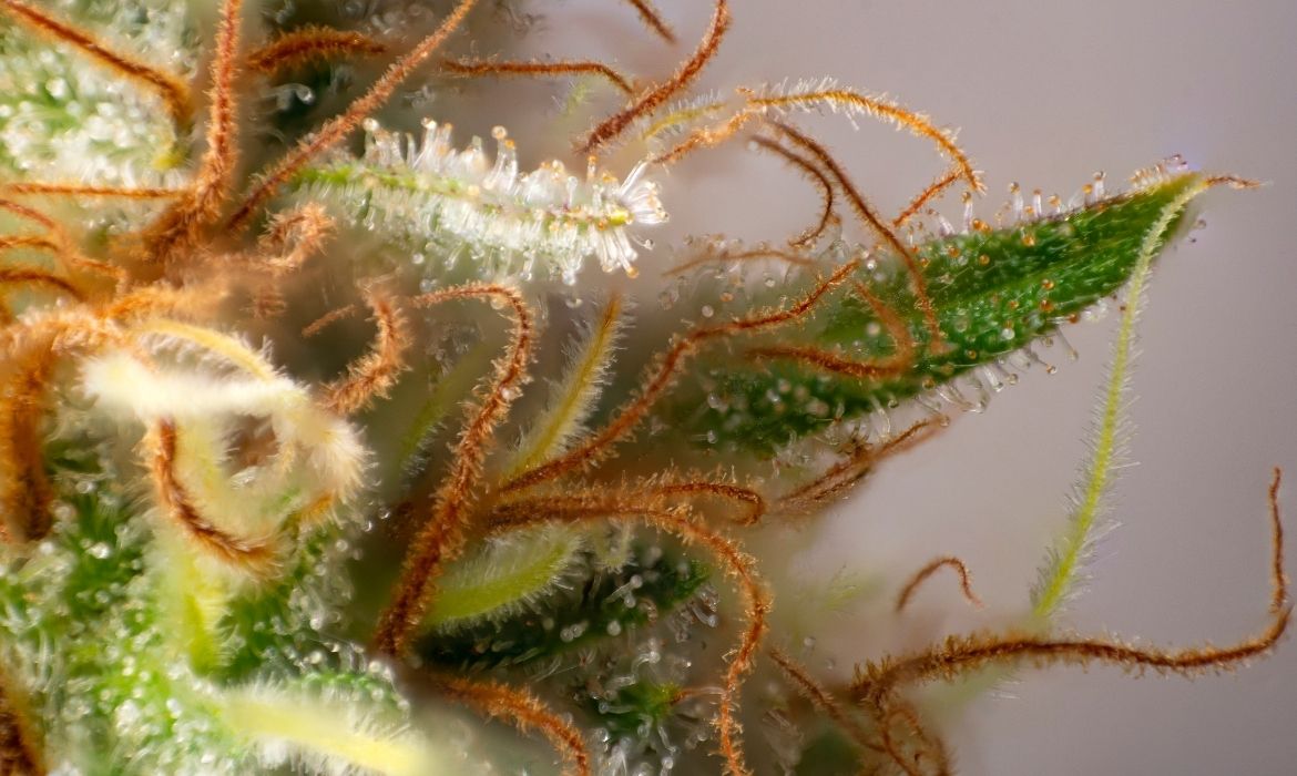 Close up to a strain full of the best terpenes for sleep