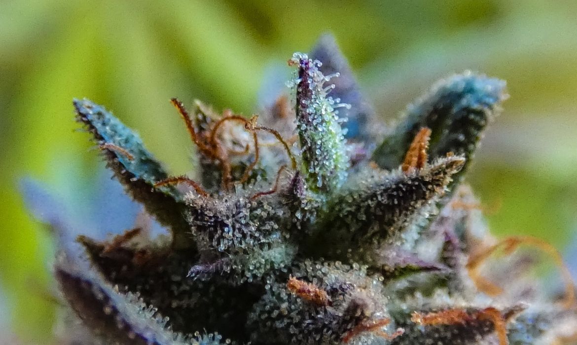 Cannabis plant with cannflavins