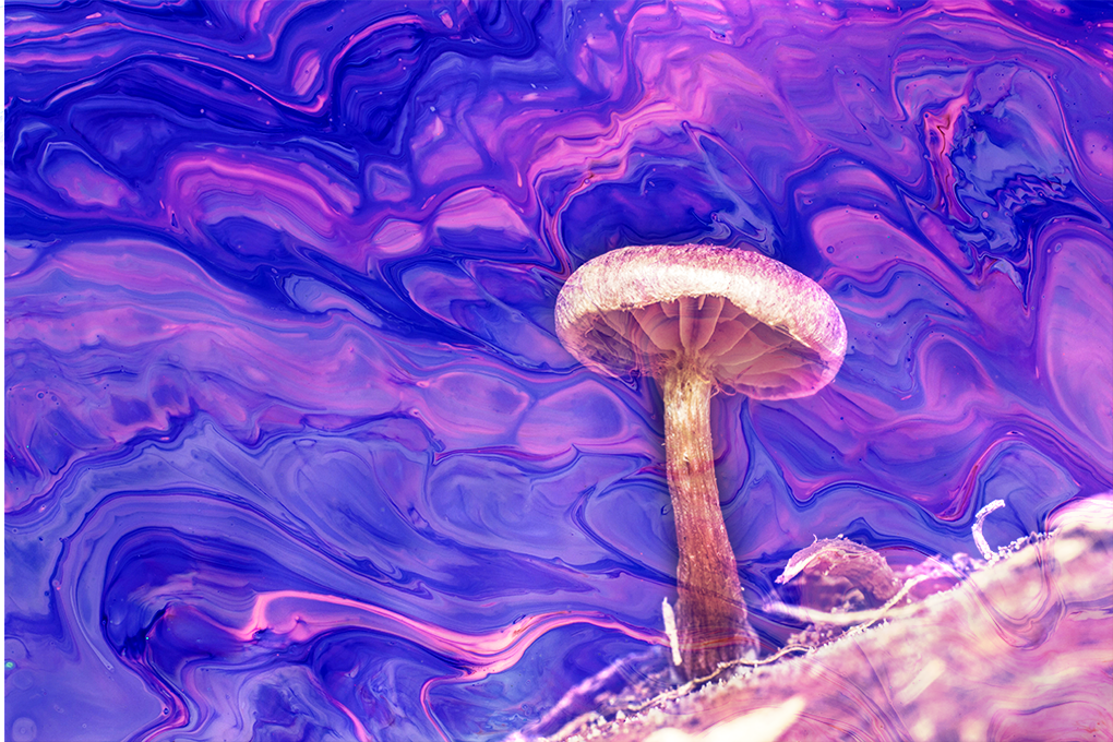 A psilocybin mushrooms floats against a liquid purple background.